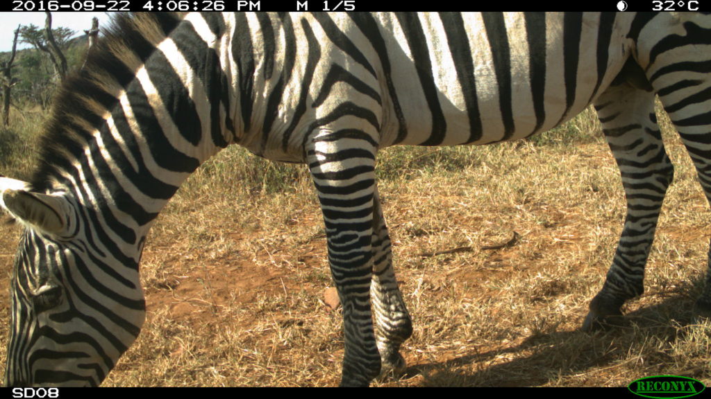 zebra print