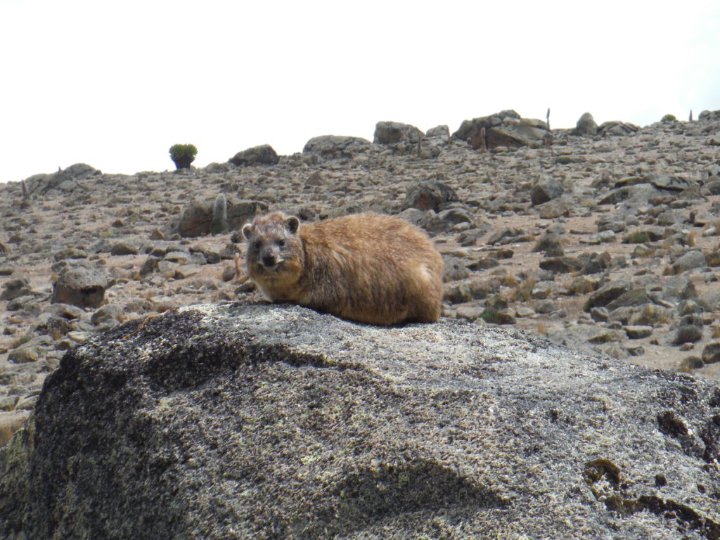 rock hyrax