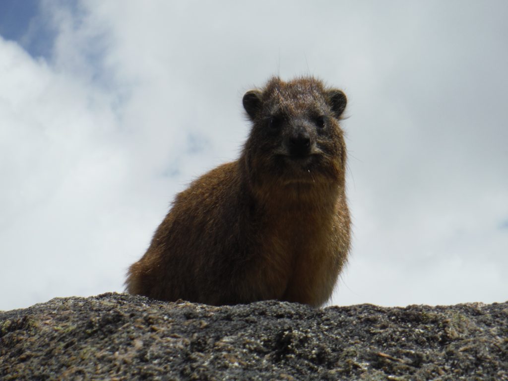 rock hyrax