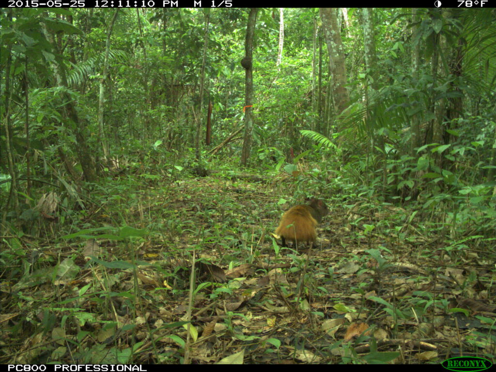 red-rumped agouti