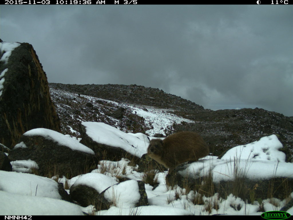 rock hyrax