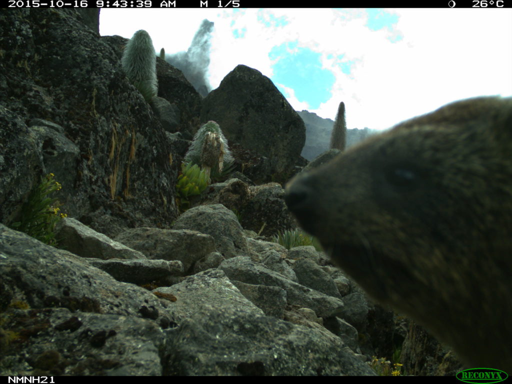 rock hyrax