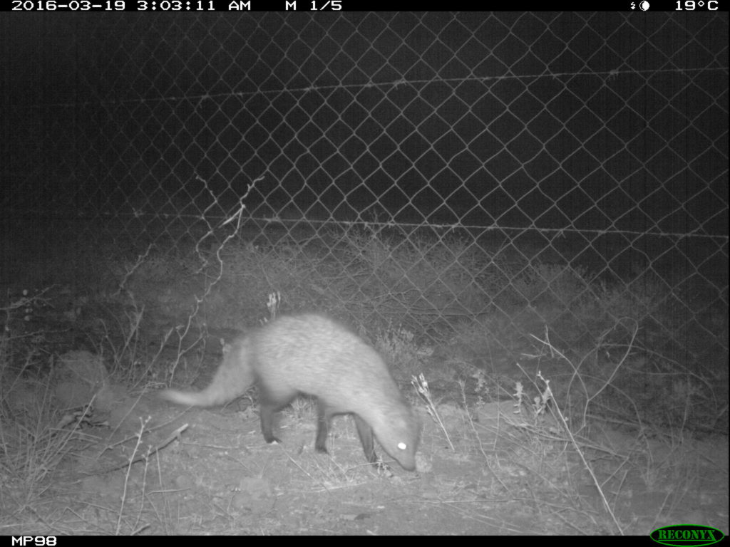 white-tailed mongoose