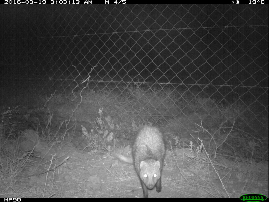 white-tailed mongoose