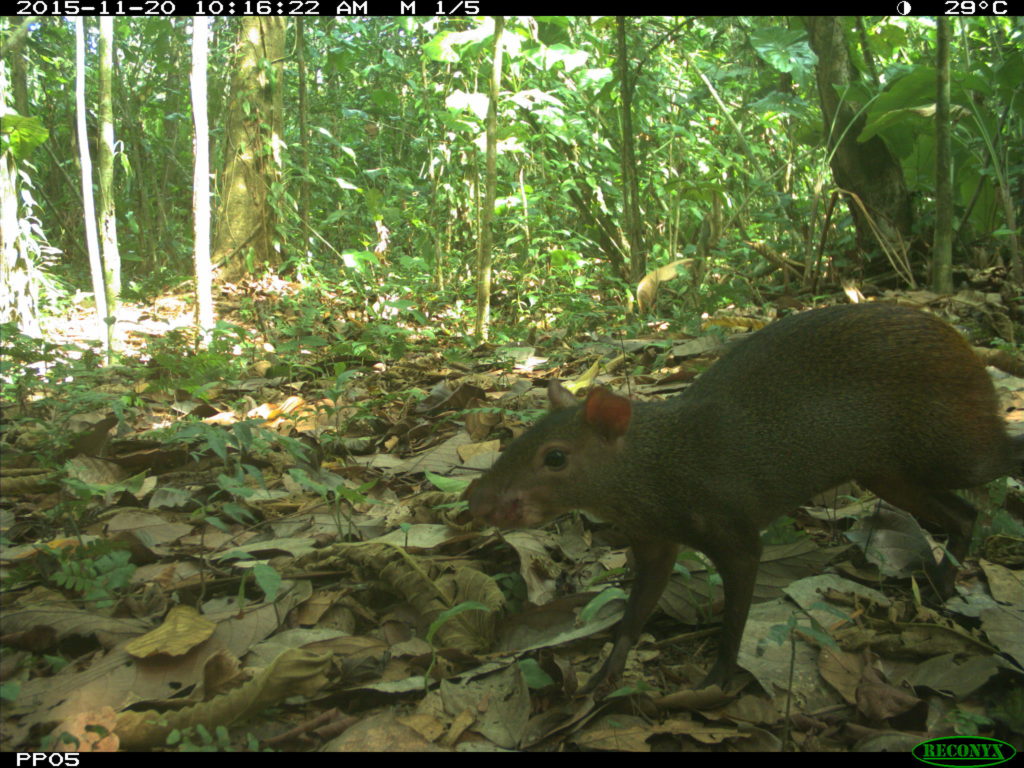 red-rumped agouti