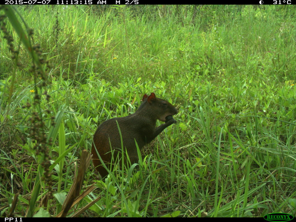 red-rumped agouti