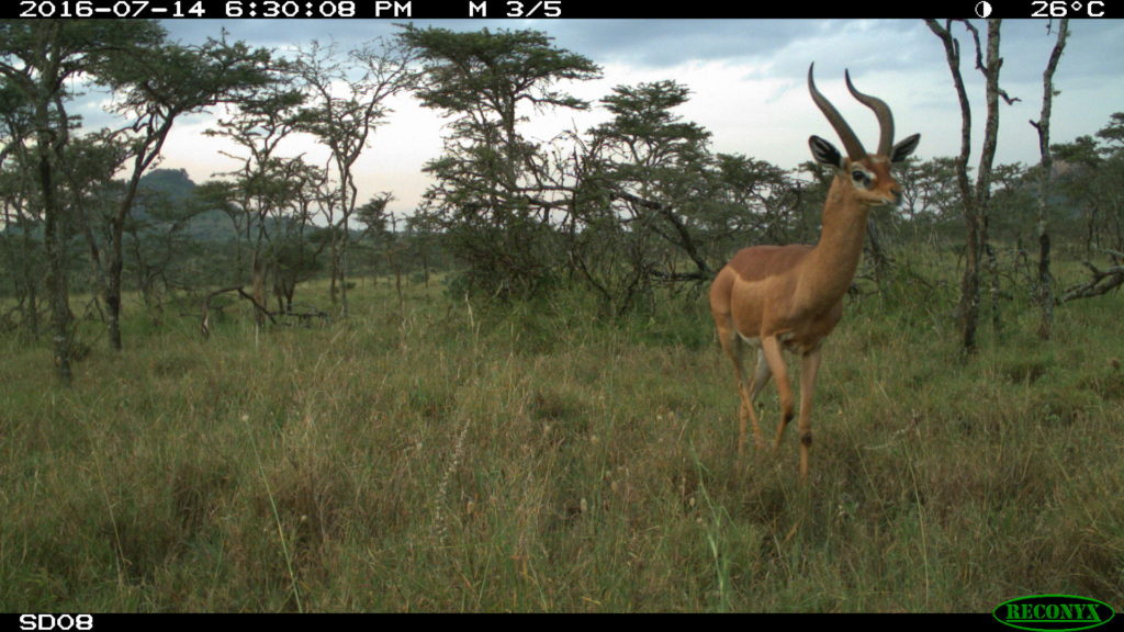 Gerenuk