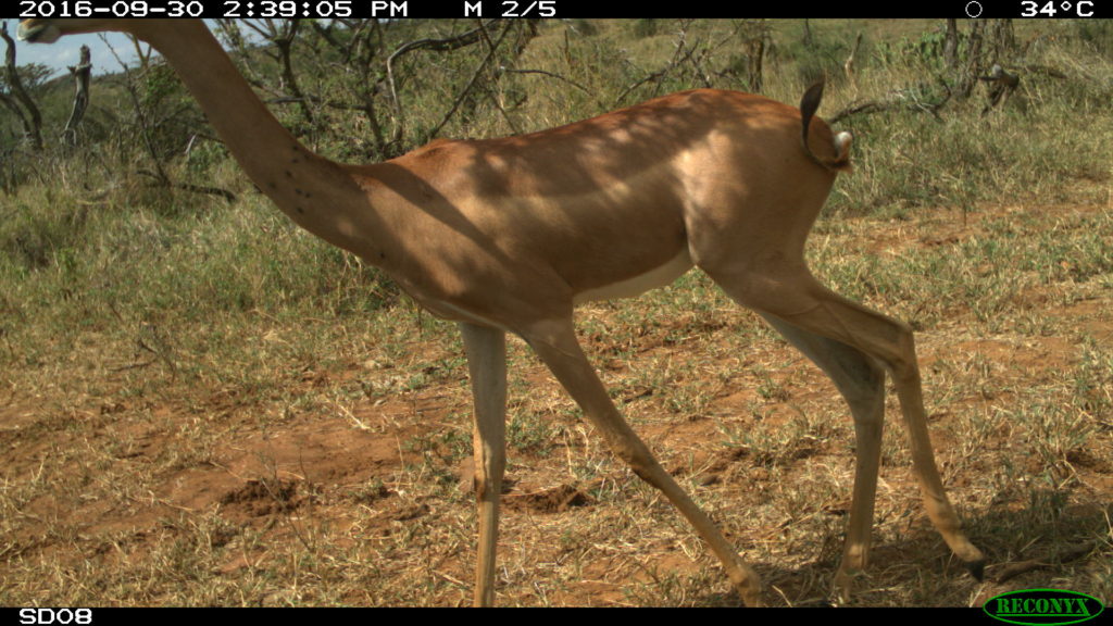 gerenuk