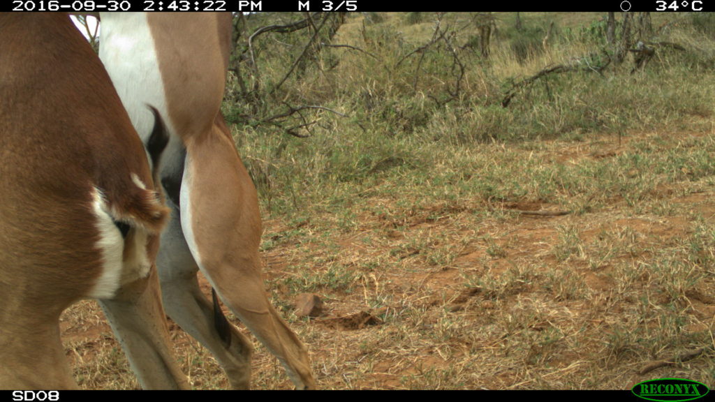 Gerenuk