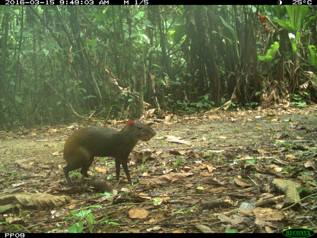 red-rumped agouti