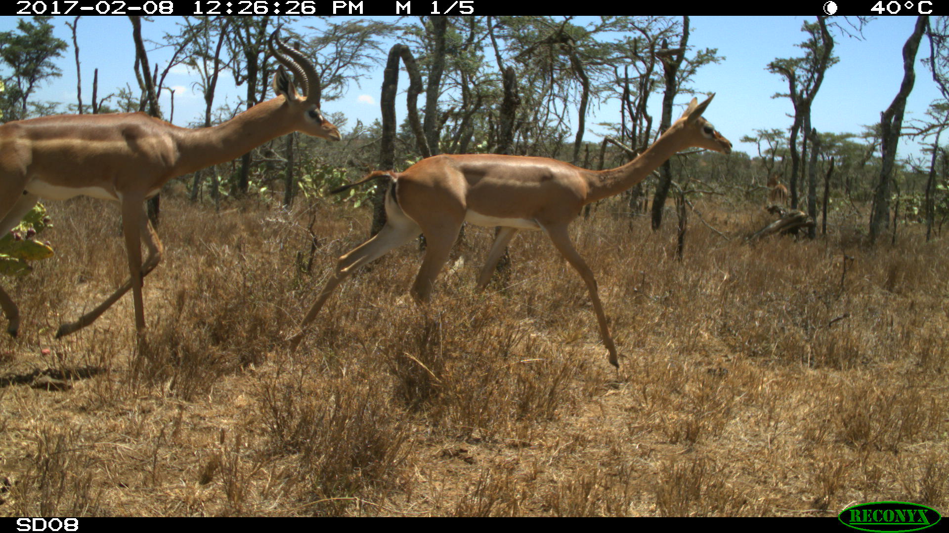 gerenuk