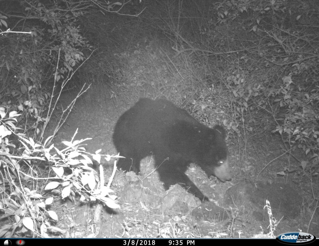 sloth bear