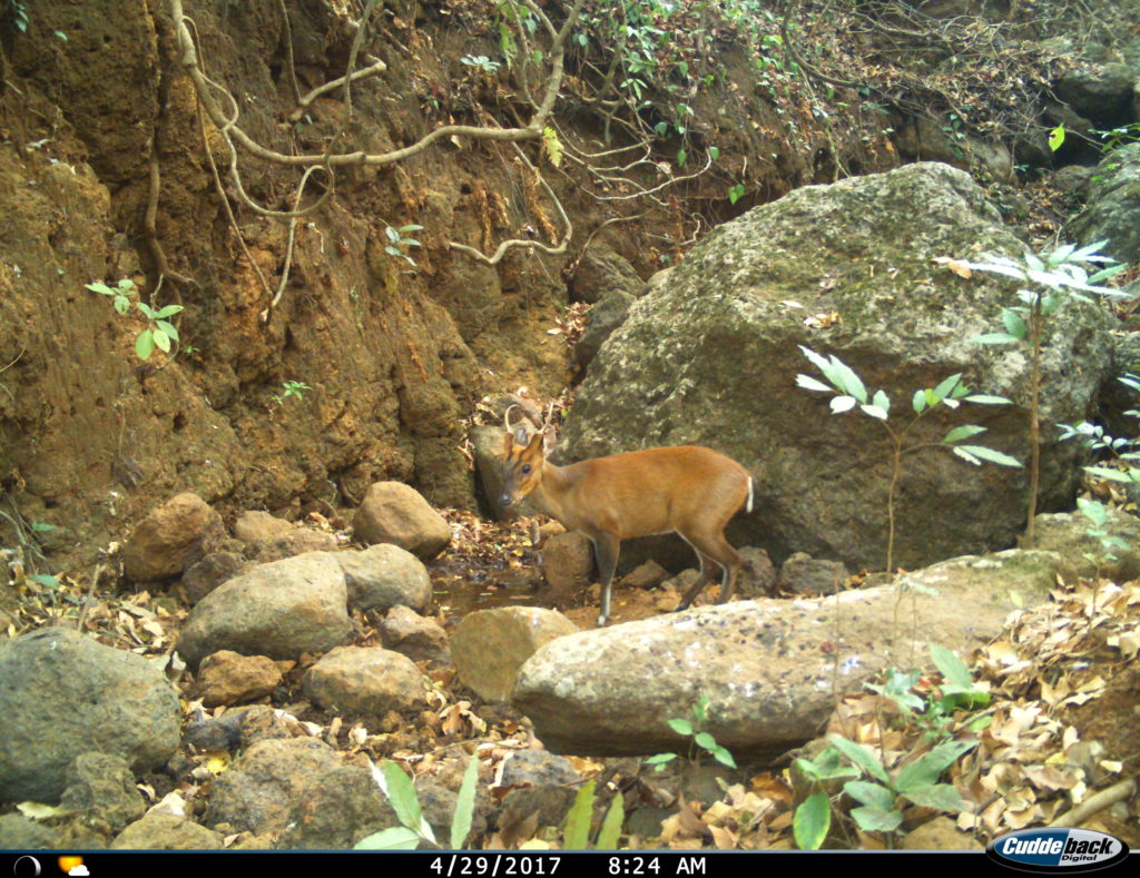 Northern Red Muntjac