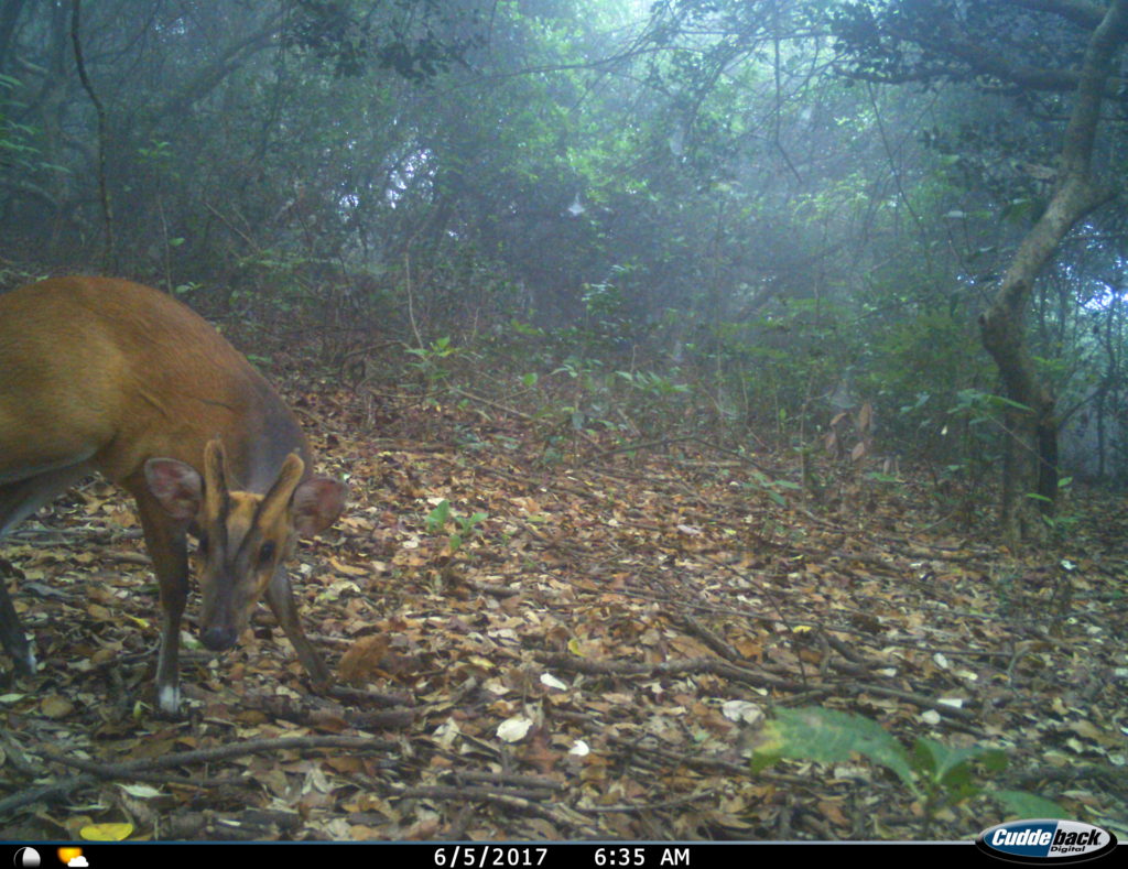 Northern Red Muntjac