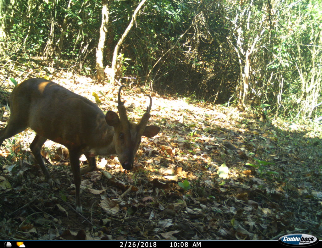 Northern Red Muntjac