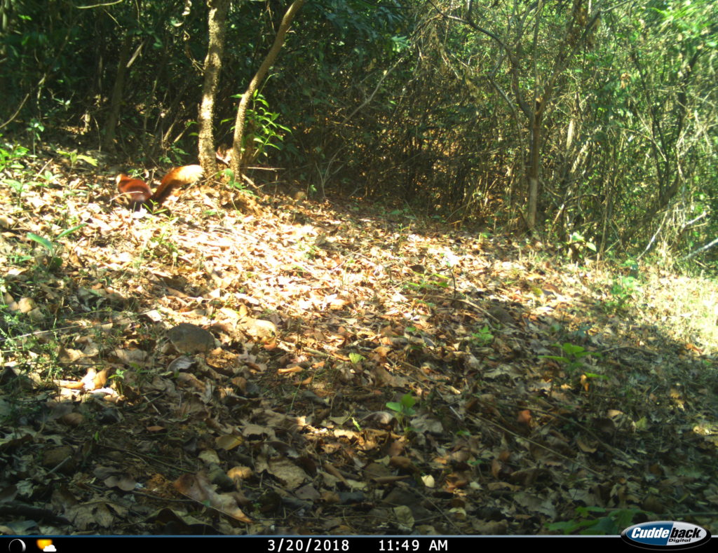 Malabar Giant Squirrel