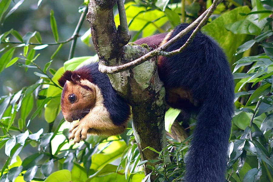 Look at how gorgeous the Malabar giant squirrel is! Photo by sunnyjosef on iNaturalist.