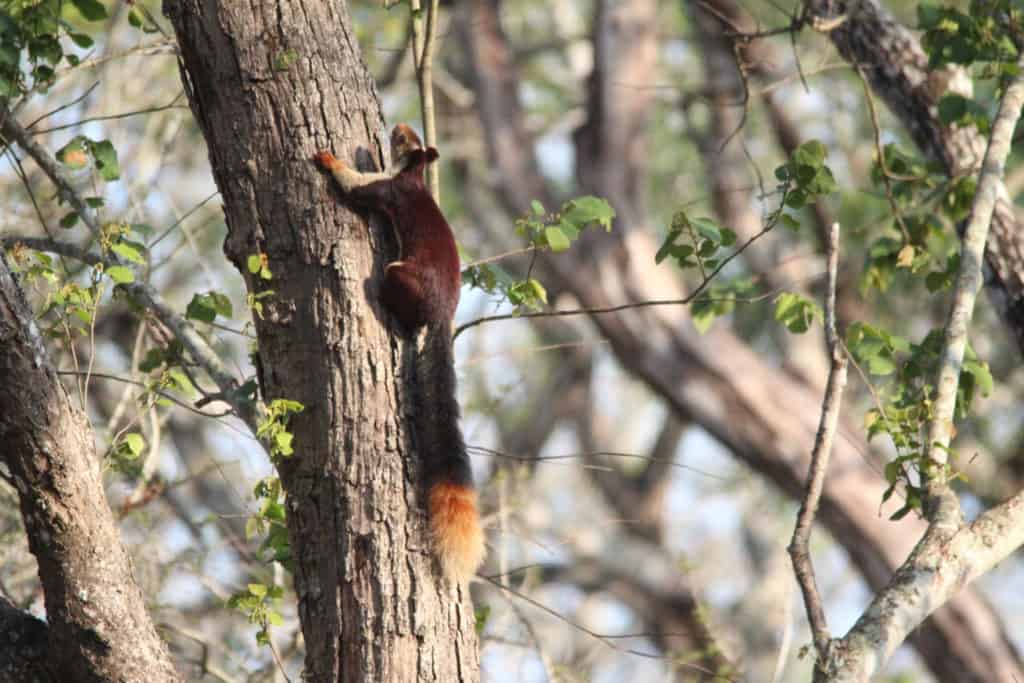 Giant malabar squirrel