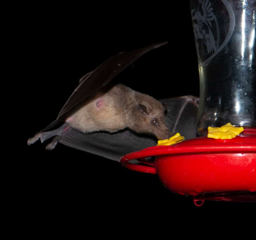 Long-tailed bat at a hummingbird feeder. Photo by Owen Ridgen on iNaturalist.