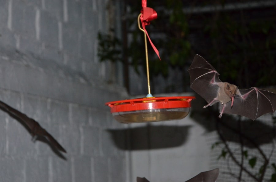 Mexican long-nosed bat. Photo by chano on iNaturalist.