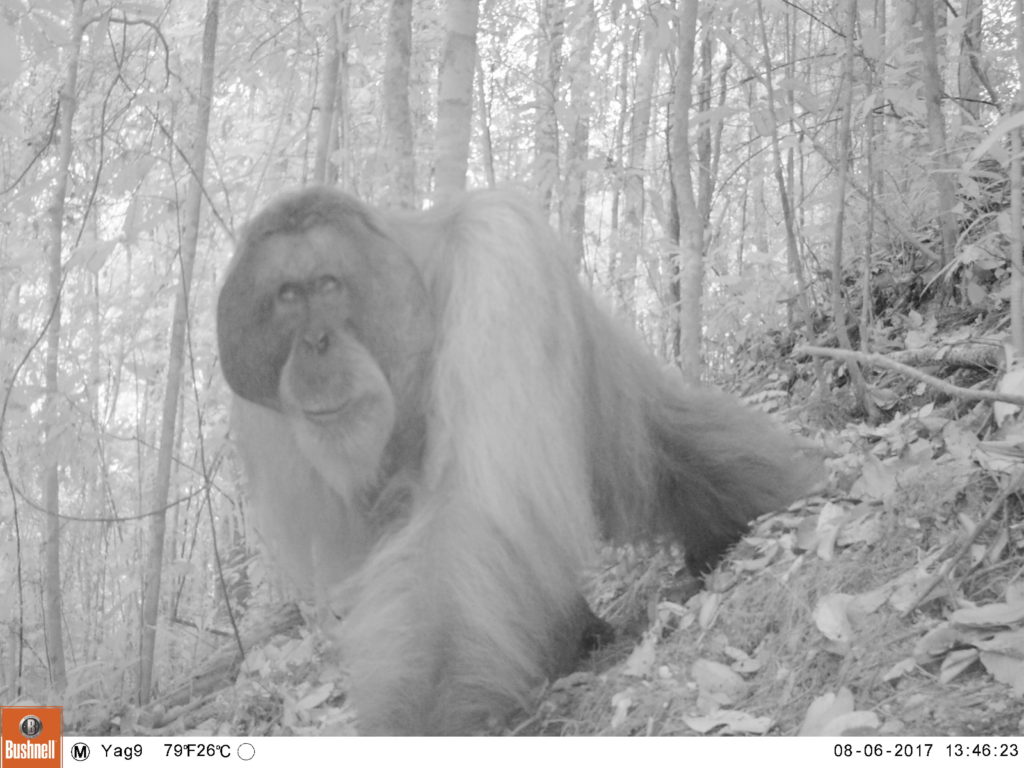 Bornean Orangutan