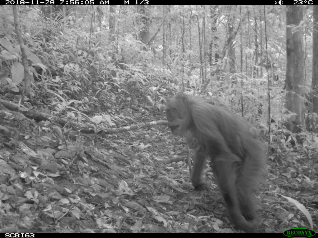 Bornean orangutan