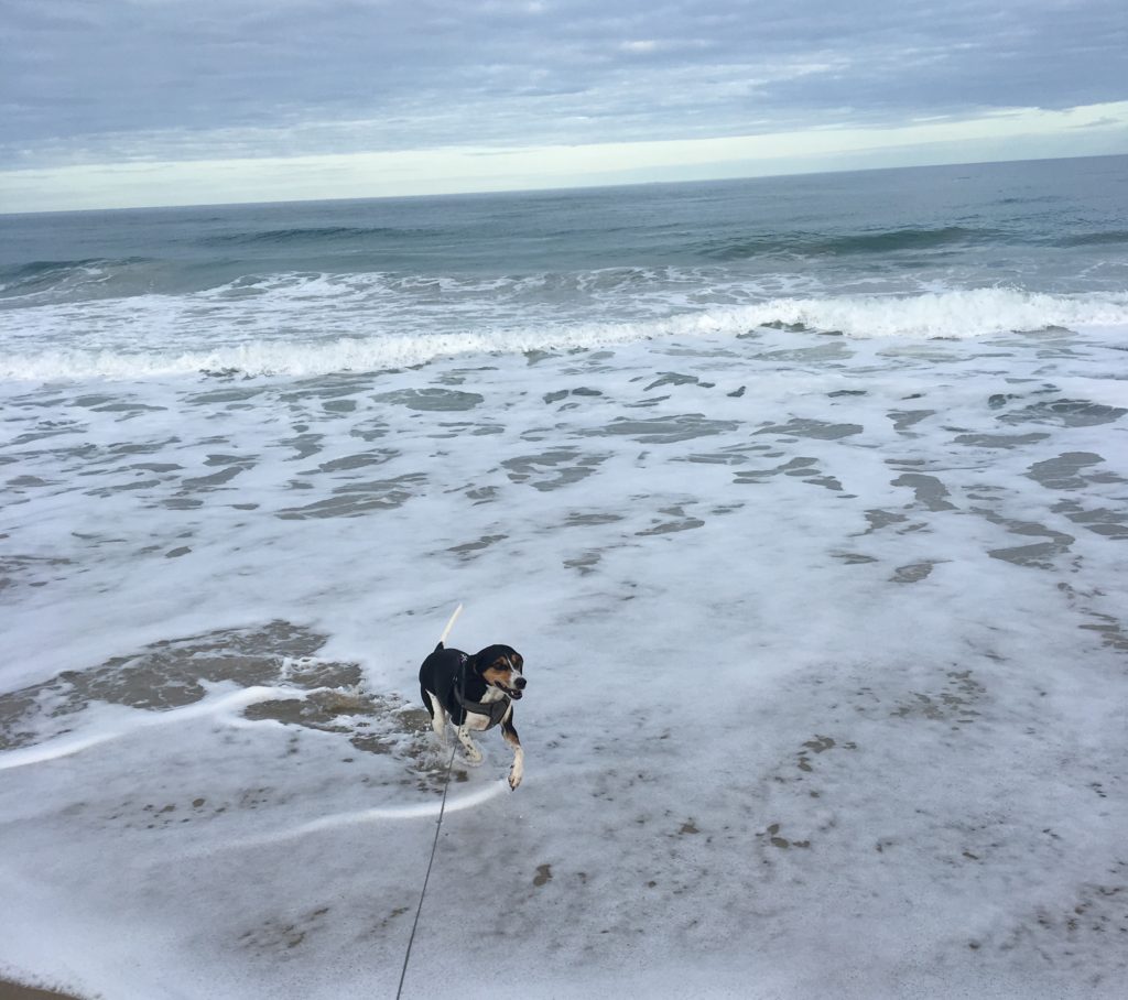 Dog at the beach