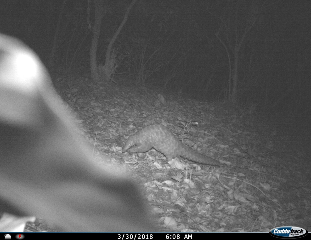 Indian Pangolin