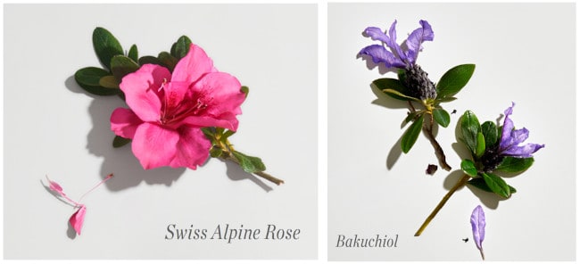 Swiss alpine rose and bakuchiol are two of the main ingredients in Countertime.