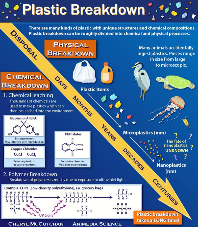 Infographic by Cheryl McCutchan that explains the chemistry behind plastic breakdown.