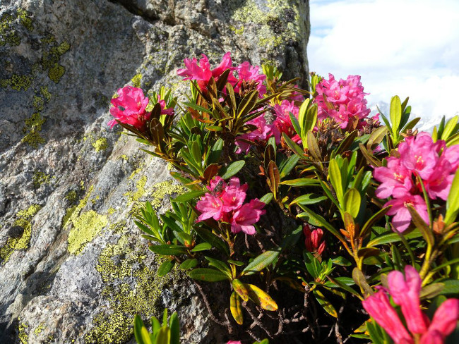 Swiss alpine rose, one of the key ingredients in Countertime, in its natural habitat. Photo by Muriel Bendel from Wikipedia. 