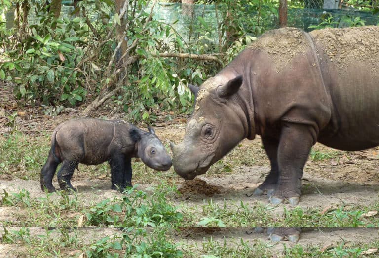 Saving the Sumatran rhinoceros has been difficult for scientists. Reproduction has been difficult, but there have been some successful births. Photo by S. Ellis on Wikipedia.
