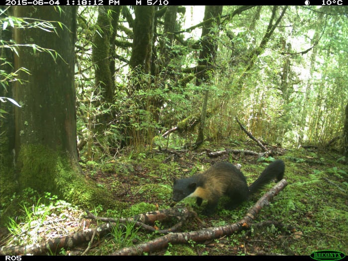 Yellow-throated marten