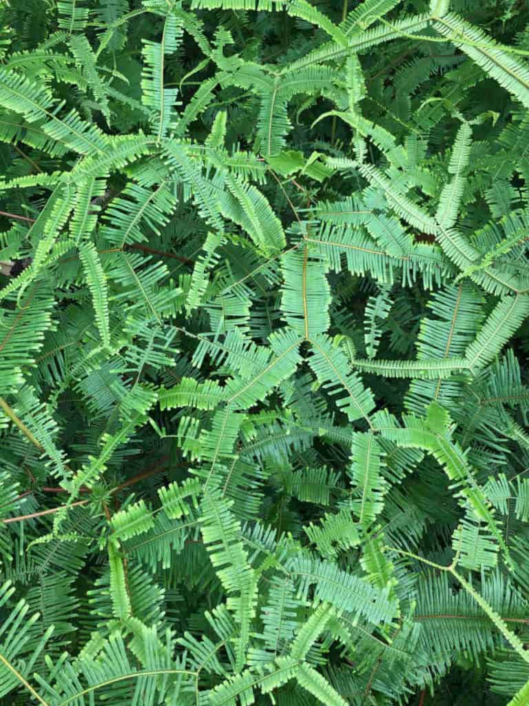 A picture of a fern leaves