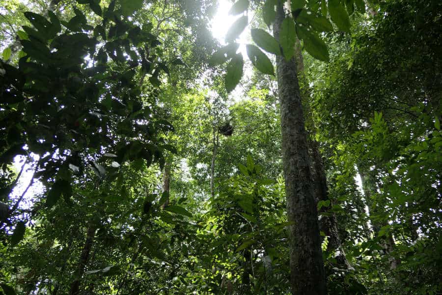 An old orangutan nest in the trees