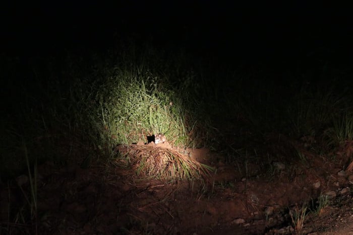 Leopard cat resting.