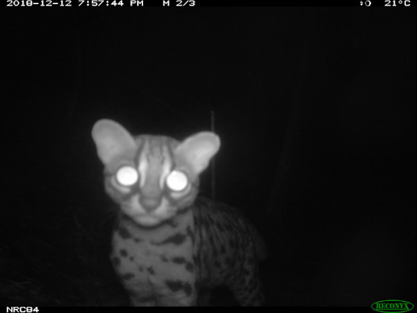 Leopard cat from eMammal's Smithsonian Borneo Mammal Survey at LEWS Project