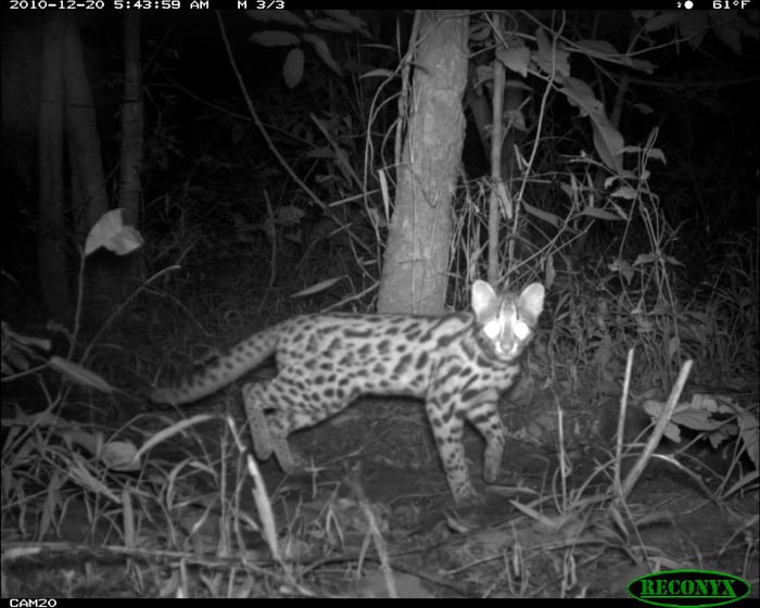 Leopard cat from eMammal's Carnivore Intraguild Interactions in Select Thailand Reserves