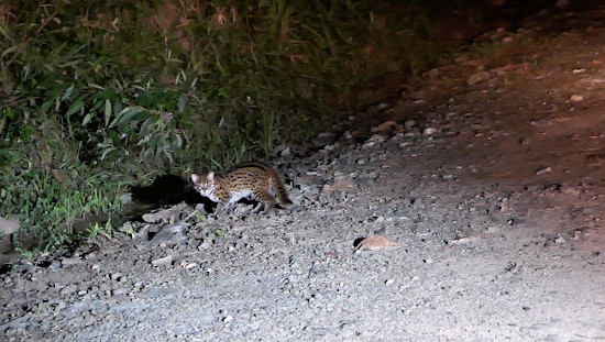 Leopard cat we saw in Deramakot.