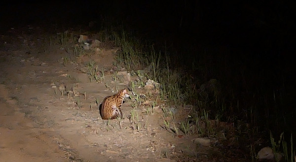 Leopard cat by the Road in Deramakot