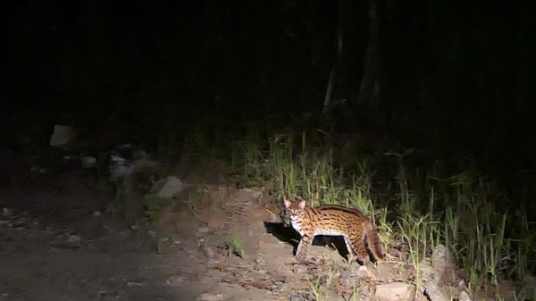 Leopard cat we saw in Deramakot