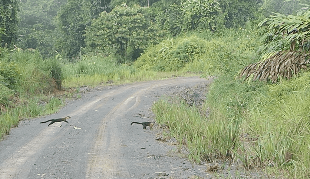 Yellow-throated martens we saw crossing the road in Deramakot Forest. 