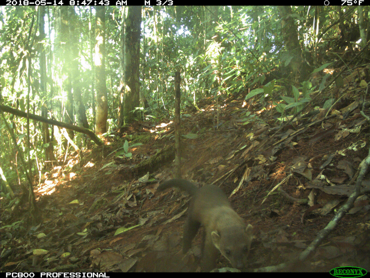 Look at that face! Yellow-throated marten from the Smithsonian Borneo Mammal Survey at LEWS Project.