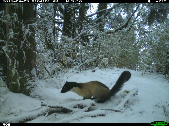 Yellow-throated marten