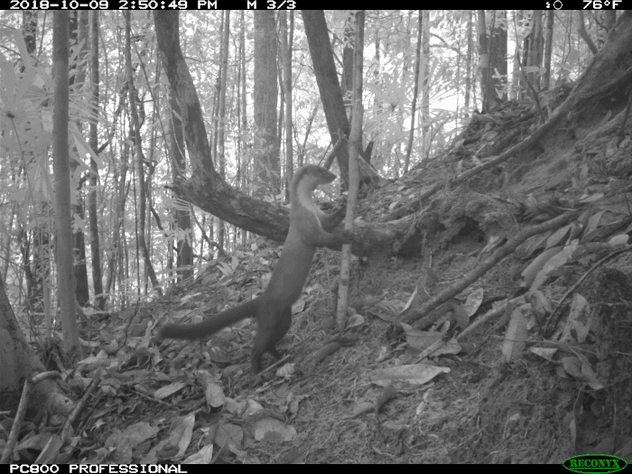 Yellow-throated Marten on a camera Smithsonian Borneo Mammal Survey at LEWS Project.