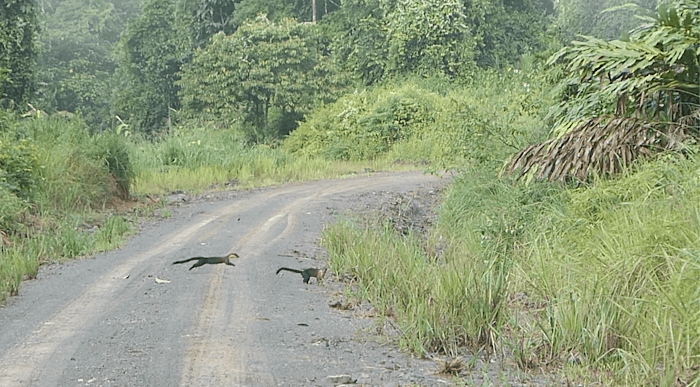 Yellow-throated martens we saw crossing the road in Deramakot Forest. 