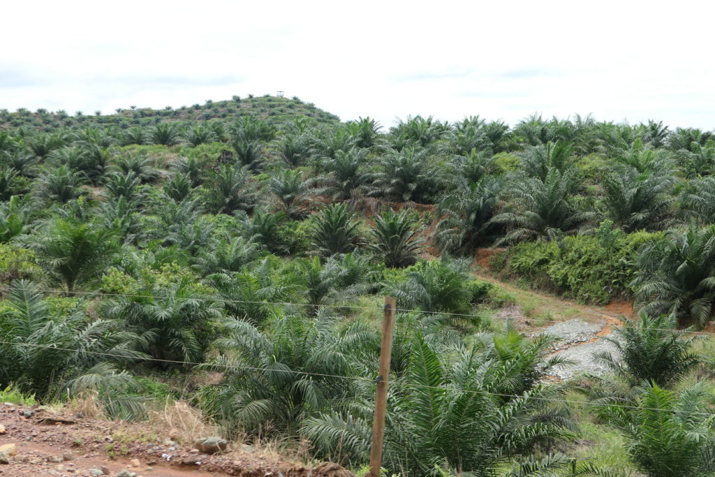 The Palm Oil Consumer Dilemma: Boycott or Buy?