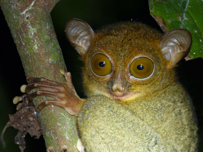 The Western tarsier has amazing eyes.