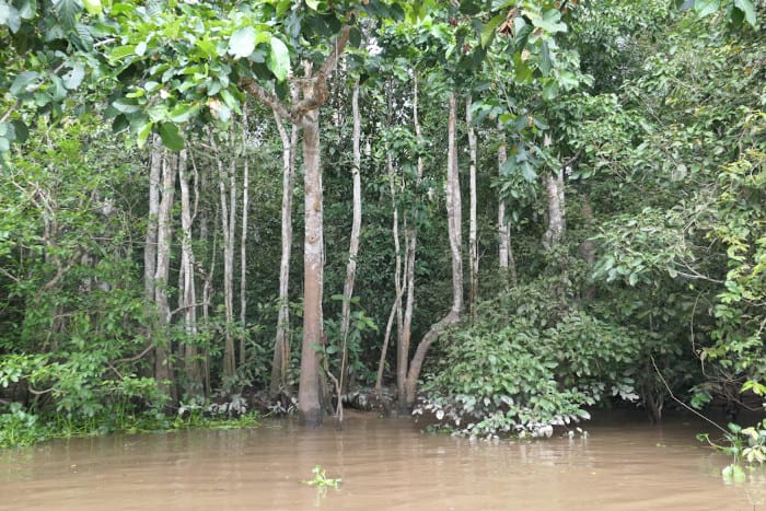 Proboscis monkeys roost in trees like these near the Kinabatangan River. 