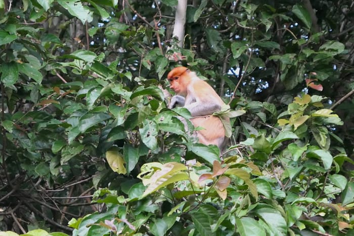 A proboscis monkey we saw on the Kinabatangan River. This one is either a female or a juvenile. You can definitely tell the difference between them and the alpha males. 